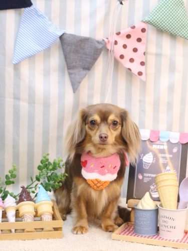 20250510いるちゃん 